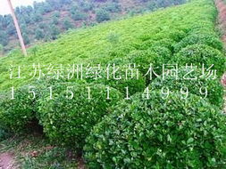 小葉女貞球 江蘇綠洲綠化苗木園藝場(chǎng)的優(yōu)選綠化苗木